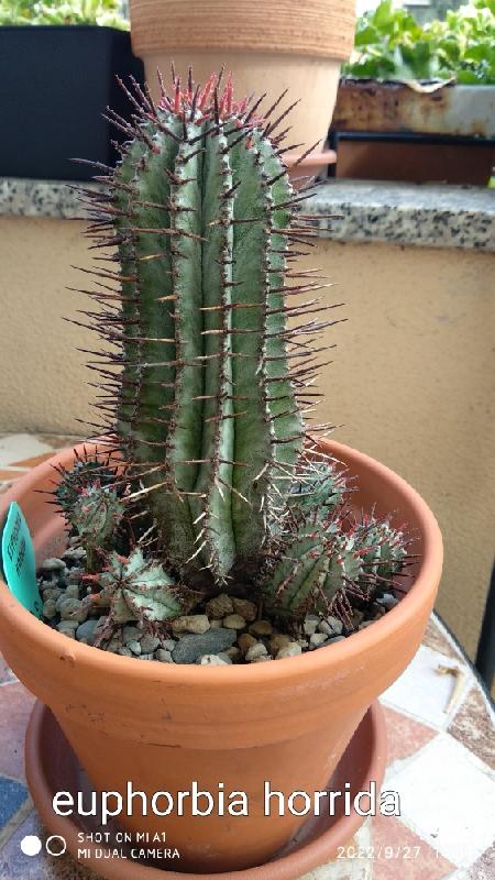 Euphorbia horrida.jpeg